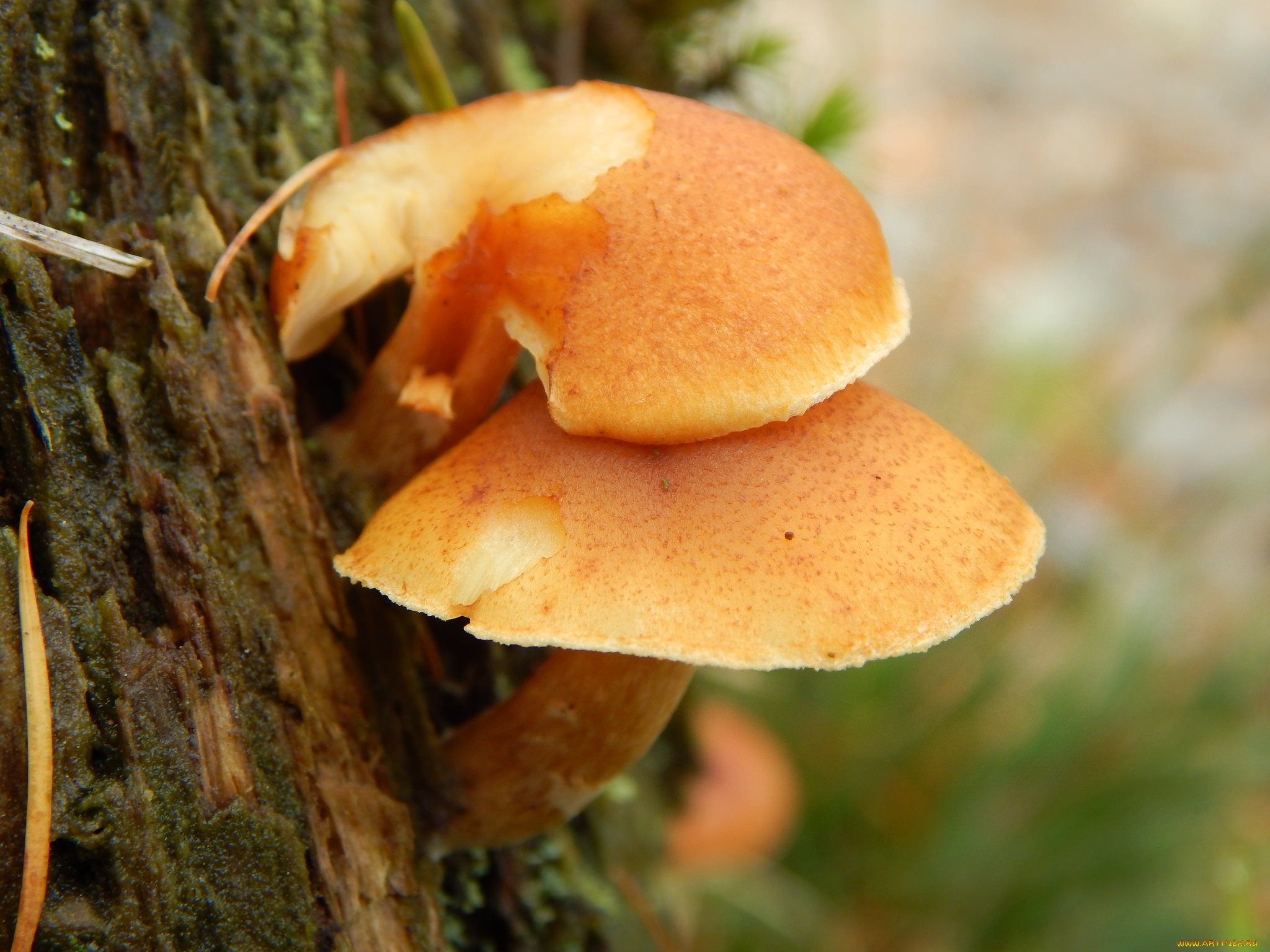 Желтые грибы на пне
